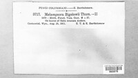 Melampsora bigelowii image